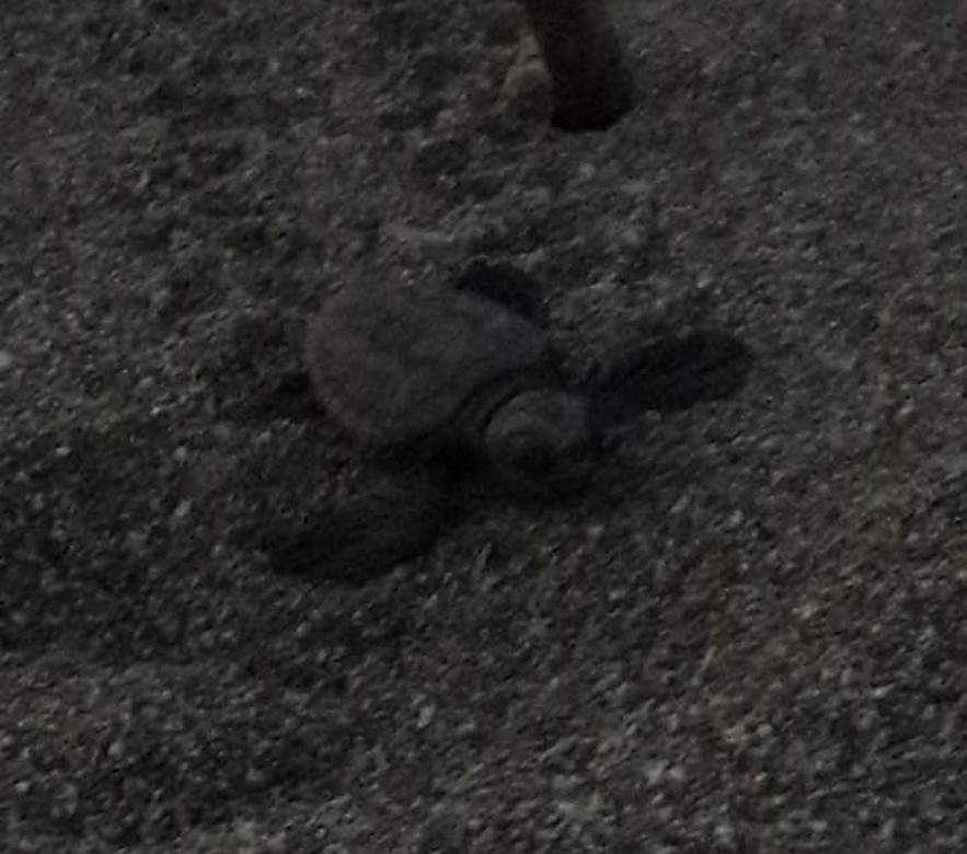 Odoo - Sample 1 for three columns